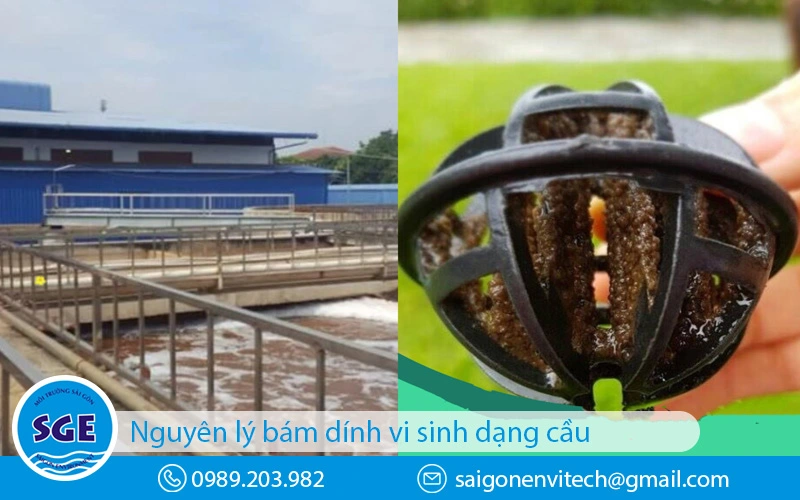 Nguyên lý hoạt động bám dính vi sinh của giá thể vi sinh dạng cầu