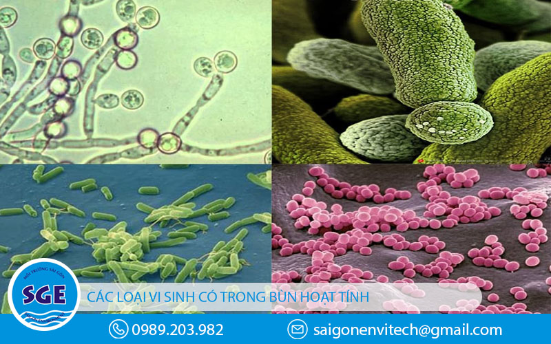Các chuẩn loại vi khuẩn có lợi trong bùn vi sinh
